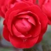 Precious Ruby Floribunda Rose 3L -Plantify Shop 1046871