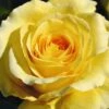 Sommergold Climbing Rose 4L Pot -Plantify Shop 1046877