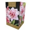 Amaryllis Elvas Indoor Growing Kit 1 Amaryllis Elvas Indoor Growing Kit -Plantify Shop 1053337