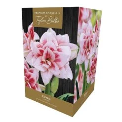 Amaryllis Elvas Indoor Growing Kit