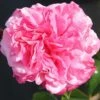 Timeless Pink Hybrid Tea Rose 3L 2 Timeless Pink Hybrid Tea Rose 3L -Plantify Shop 1083835