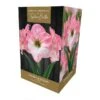 Amaryllis Cherry Blossom -Plantify Shop 1212071