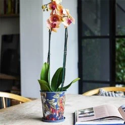 Kew Temperate House Planter With Saucer 16cm -Plantify Shop 1227772 5