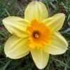 Narcissus 'Lotherio' Value Net -Plantify Shop 1248892