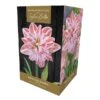 Amaryllis 'Dancing Queen' (1 Bulb) -Plantify Shop 1248929
