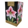 Amaryllis 'Glee' (1 Bulb) -Plantify Shop 1248930