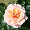 Compassion Climbing Rose - 4 Ltr Pot -Plantify Shop 660677