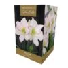 Amaryllis Picotee -Plantify Shop 666430