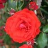 Trumpeter Floribunda Rose - 3 Ltr Pot -Plantify Shop 677677