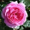 Mum In A Million Floribunda Rose - 3 Ltr Pot -Plantify Shop 677746