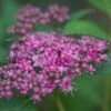 Spiraea 'Double Play Artist' -Plantify Shop 702468