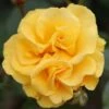 Precious Gold Floribunda Rose 3L -Plantify Shop 817988