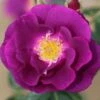 Rhapsody In Blue Floribunda Rose 3L -Plantify Shop 867389