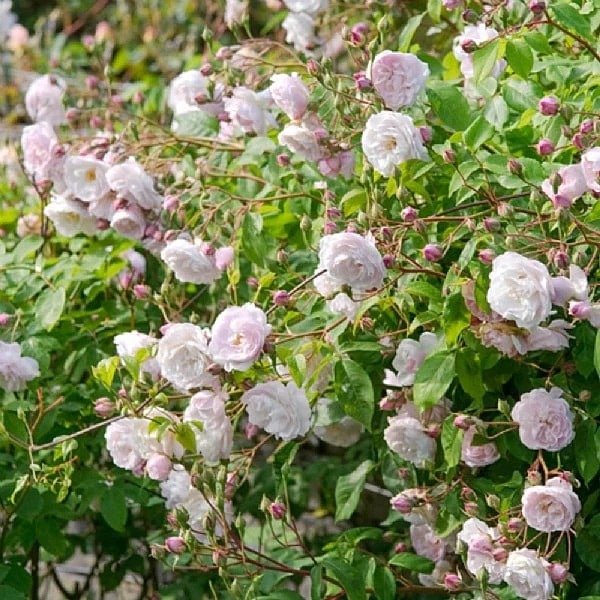 Blush Noisette Climbing/Rambling Rose 6L 3 Blush Noisette Climbing/Rambling Rose 6L