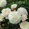 Tranquillity Fragrant English Shrub Rose 6L -Plantify Shop 869106