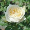 Countess Of Wessex Shrub Rose 4L -Plantify Shop 914196