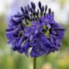 Agapanthus 'Dark Silk' -Plantify Shop AGADASI