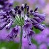 Agapanthus 'Poppin Purple' -Plantify Shop AGAPOPU