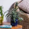 Ananas Mi Amigo (Pineapple Plant) -Plantify Shop ANANAS