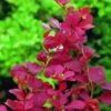 Berberis Thunbergii 'Orange Rocket' -Plantify Shop BEORO