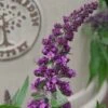 Buddleja 'Rocket Star Orchid' -Plantify Shop BUDROCORC