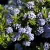 Ceanothus 'Blue Mound' -Plantify Shop CEABLUMOUND