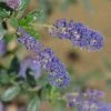 Ceanothus 'Italian Skies' -Plantify Shop CEAITSK