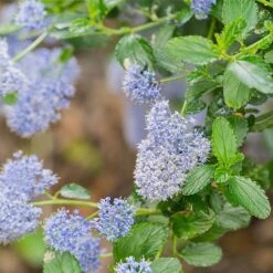 Ceanothus Skylark