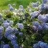 Ceanothus Thrysiflorus 'Repens' -Plantify Shop CEAREPN