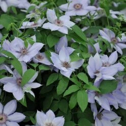 Clematis 'Bernadine'