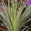 Cordyline 'Lime Passion' -Plantify Shop CORLIPA
