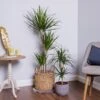 Dracaena Marginata (Dragon Tree) -Plantify Shop DRACMAR