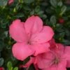 Evergreen Azalea 'Anouk' -Plantify Shop EAZAANOUK
