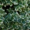 Euonymus Fortunei 'Silver Queen' -Plantify Shop EUSQU