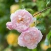 The Generous Gardener English Climbing Rose -Plantify Shop GENERGARD