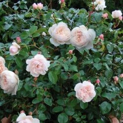 The Generous Gardener English Climbing Rose -Plantify Shop GENERGARD 1