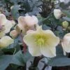 Helleborus X Ballardiae 'Cinnamon Snow' -Plantify Shop HELCINNSNOW