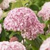 Hydrangea 'Candybelle Bubblegum' -Plantify Shop HYDCABU