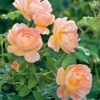 The Lark Ascending English Shrub Rose -Plantify Shop LARKASCEND