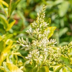 Ligustrum Ovalifolium 'Aureum' -Plantify Shop LIGUSOVAUR 1