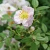 Little Rambler Climbing Rose -Plantify Shop LITTLERA