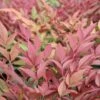 Nandina Domestica 'Obsessed' 2 Nandina Domestica 'Obsessed' -Plantify Shop NANOBSE