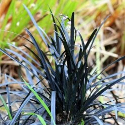Ophiopogon Planiscapus 'Niger'