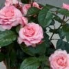 Patio Rose Kelley Hit Rose -Plantify Shop PATIOROS