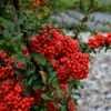 Pyracantha Coccinea 'Red Star' 2 Pyracantha Coccinea 'Red Star' -Plantify Shop PYRAREDSTAR