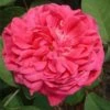 Rose De Rescht Shrub Rose -Plantify Shop ROSEDER