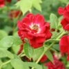 Ruby Rambler Climbing Rose 1 Ruby Rambler Climbing Rose -Plantify Shop RUBYRAMB