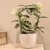 Stephanotis 4-6 Flowers -Plantify Shop STEPFLO