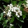 Viburnum Tinus 'Eve Price' -Plantify Shop VIBURTINEP