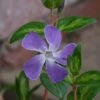 Vinca Major 'Maculata' -Plantify Shop VINMAMA